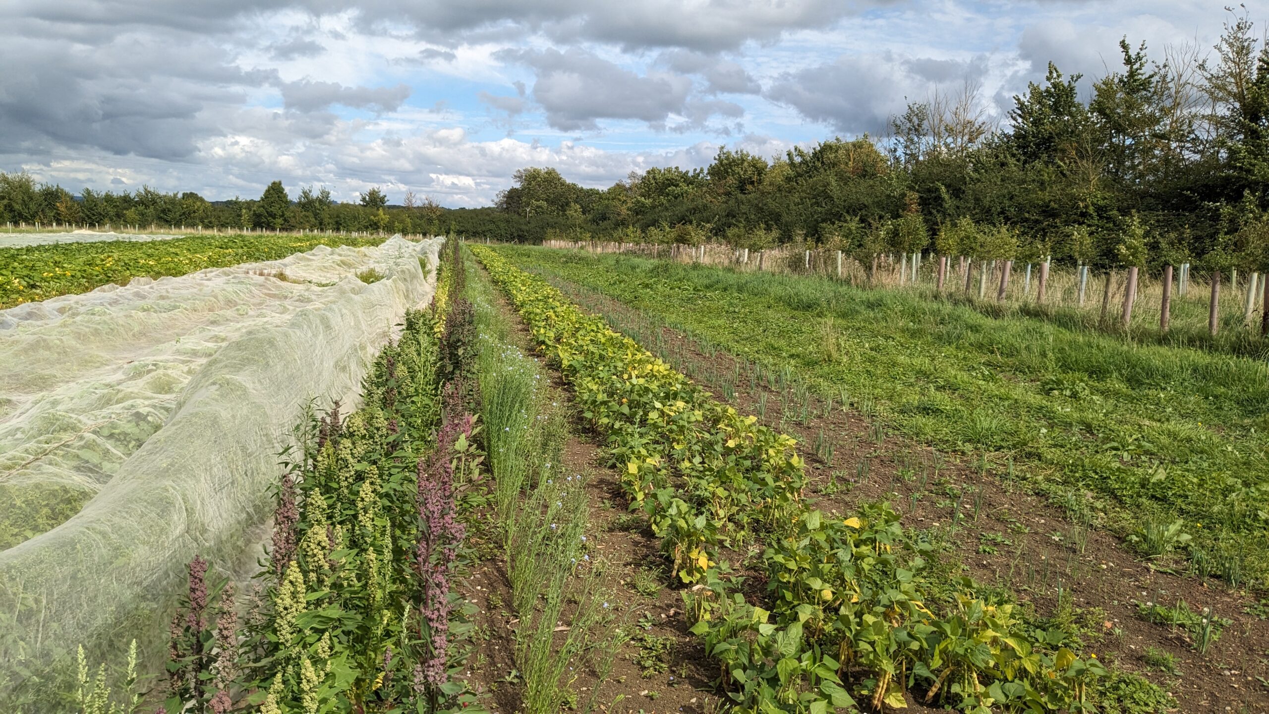 Growing staple crops