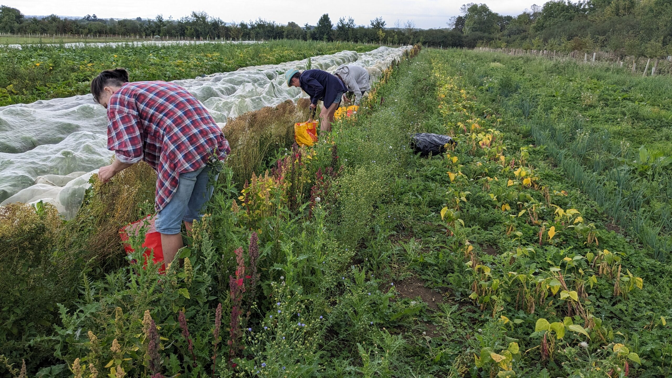 Harvest and processing 2023